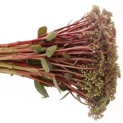 Sedum rot Bündel 40cm