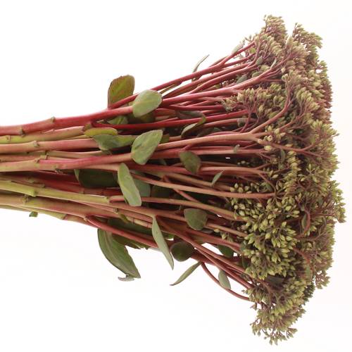 Sedum rot Bündel 40cm