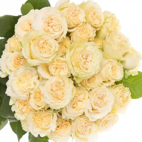 Rose verzweigt hell gelb Summerrose 4+Blüte 60cm