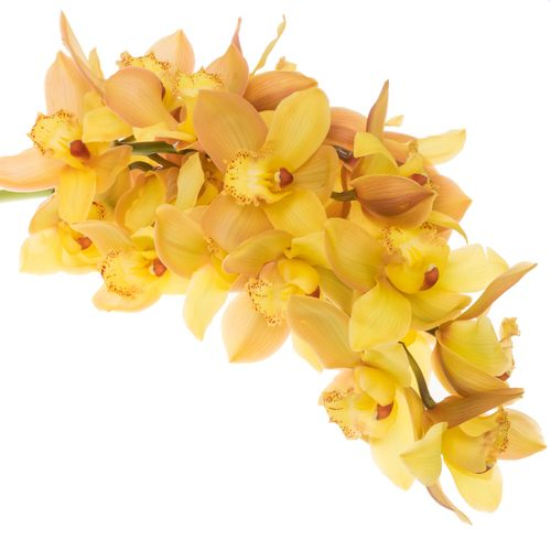 Cymbidium gelb Gold 80cm 13+Blüte