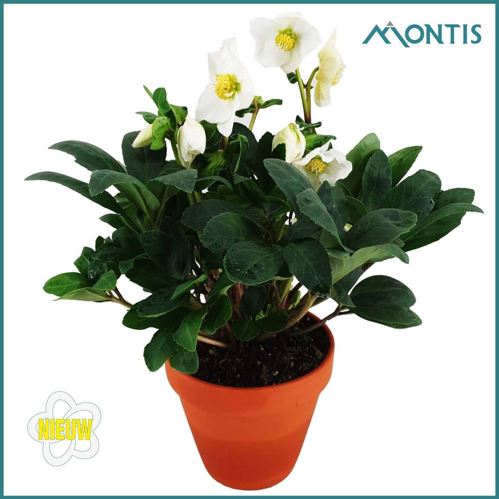 Helleborus Christmas Carol weiss im Terracotta T12 H024