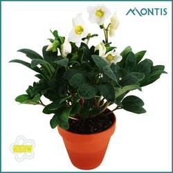 Helleborus Christmas Carol weiss im Terracotta T12 H024
