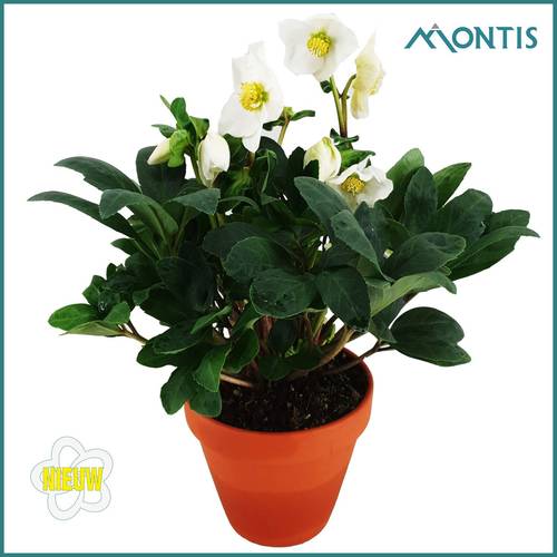 Helleborus Christmas Carol weiss im Terracotta T12 H024
