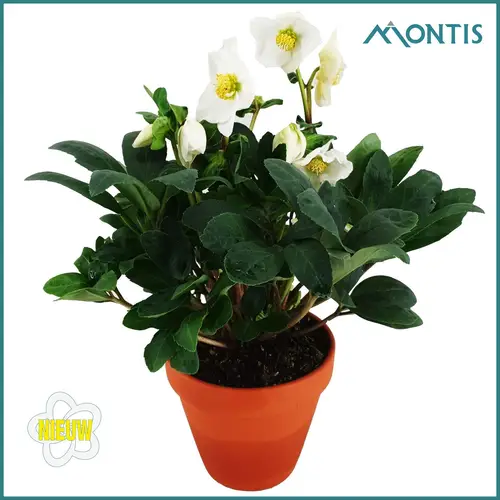 Helleborus Christmas Carol weiss im Terracotta T12 H024