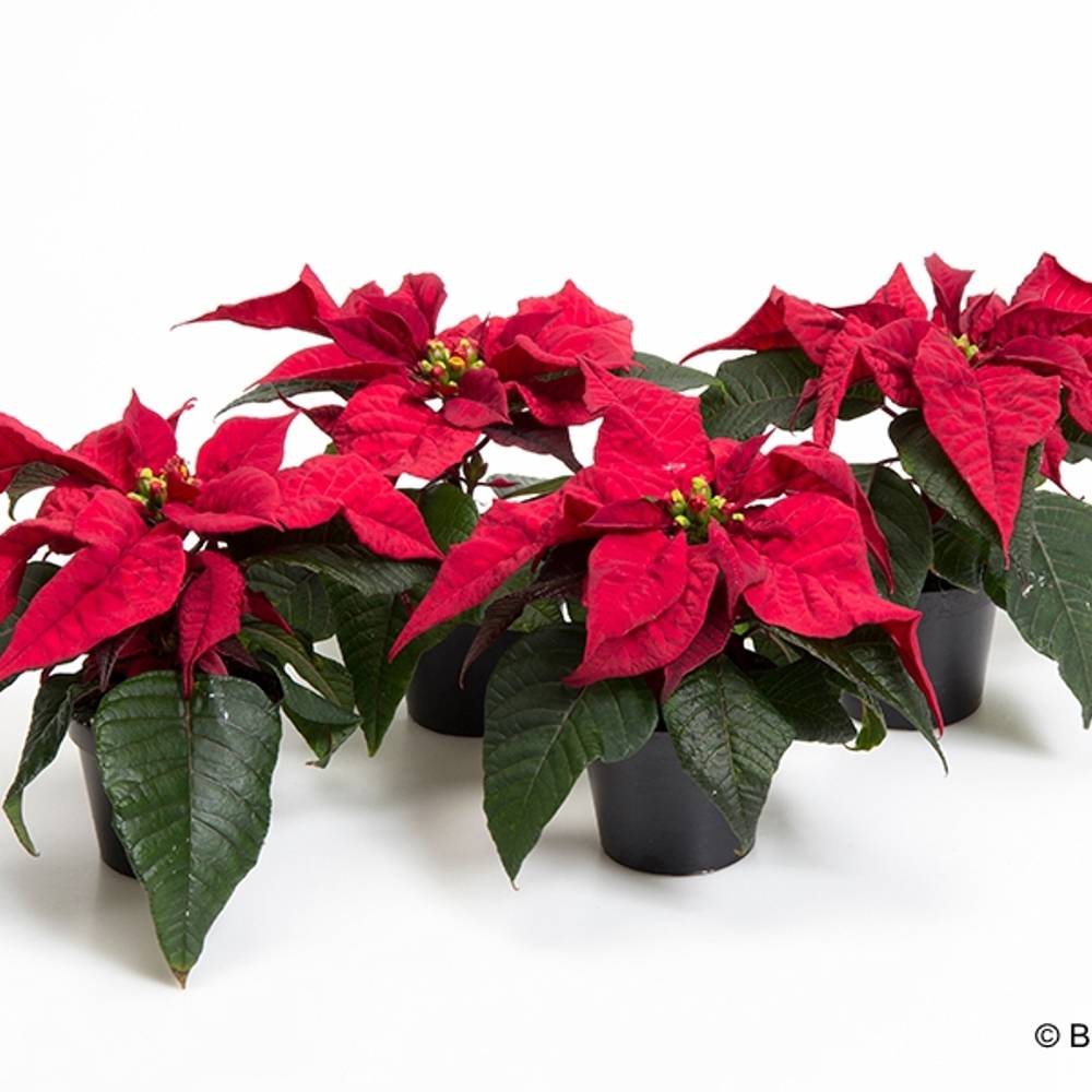 Poinsettia rot mini T06 H015