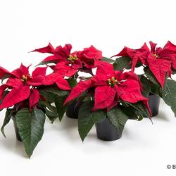 Poinsettia rot mini T06 H015