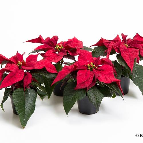Poinsettia rot mini T06 H015