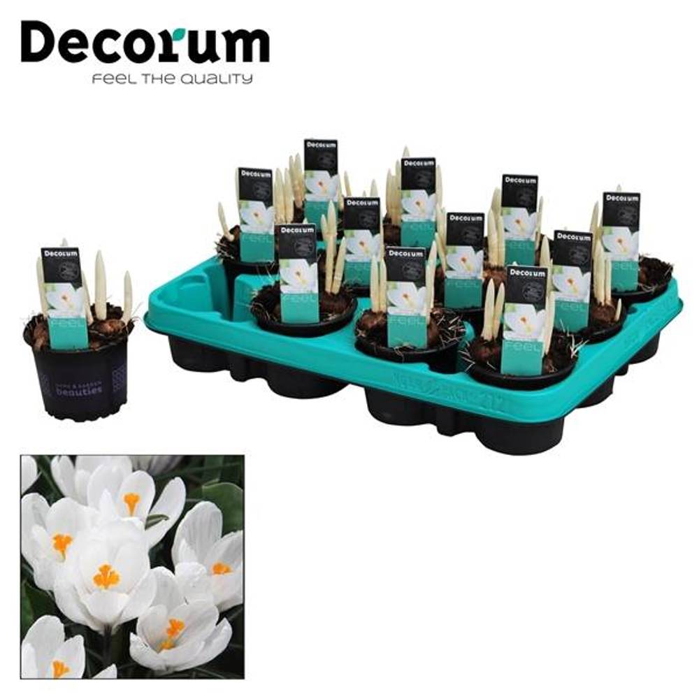 Crocus 3er weiss Jeanne D'arc T09 H15
