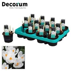 Crocus 3er weiss Jeanne D'arc T09 H15