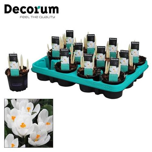 Crocus 3er weiss Jeanne D'arc T09 H15