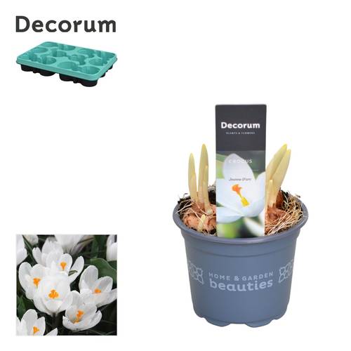 Crocus 3er weiss Jeanne D'arc T09 H15