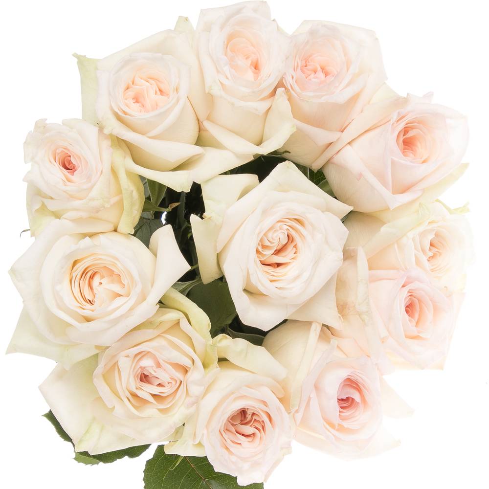 Rose weiss/rosa Ohara White 50cm Duftend x12