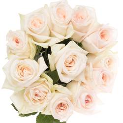 Rose weiss/rosa Ohara White 50cm Duftend x12