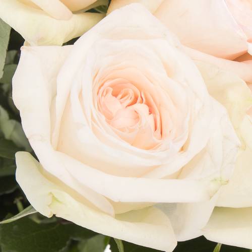 Rose weiss/rosa Ohara White 50cm Duftend x12