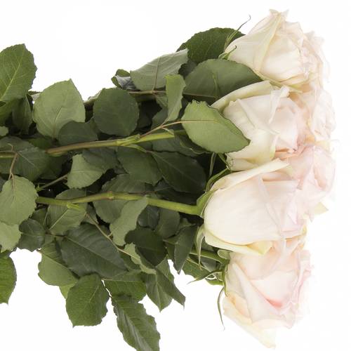 Rose weiss/rosa Ohara White 50cm Duftend x12