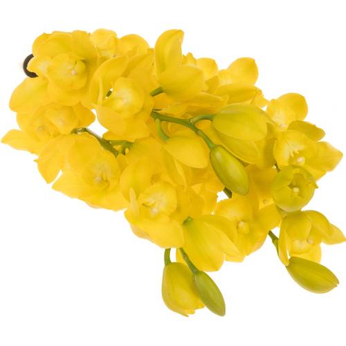 Mini Cymbidium gelb Carioca 50cm 10+Blüte X6