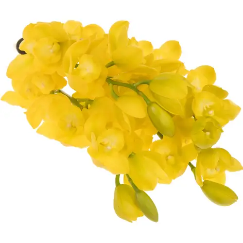 Mini Cymbidium gelb Carioca 50cm 10+Blüte X6