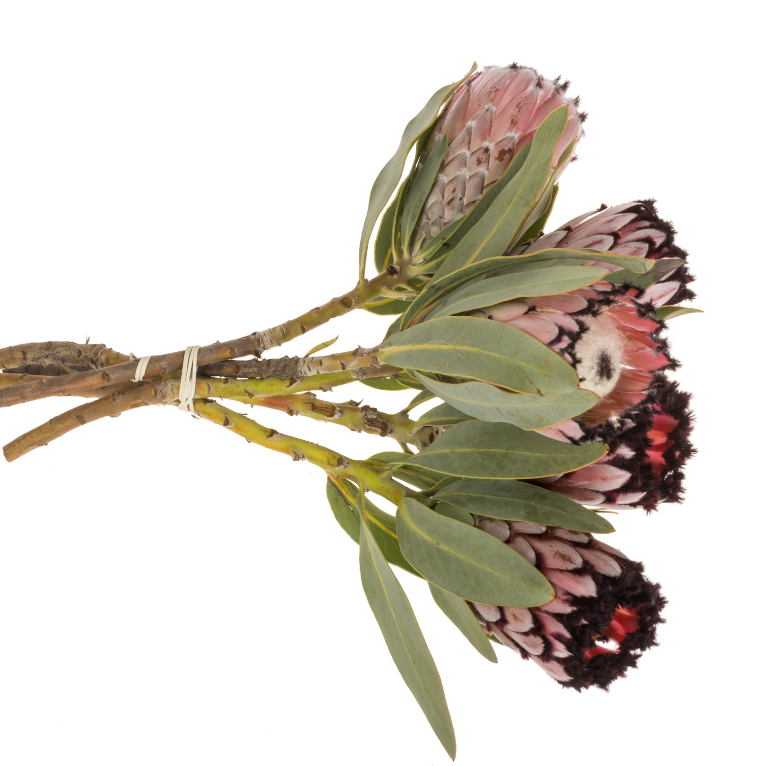 Protea rot Magic 40cm
