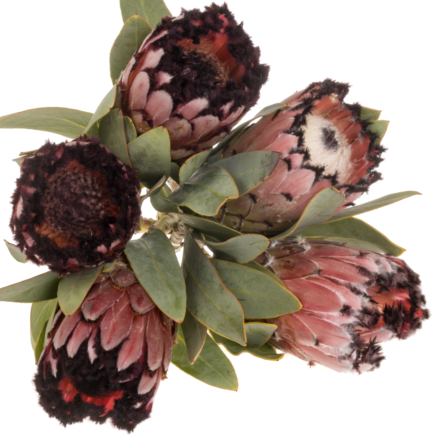 Protea rot Magic 40cm