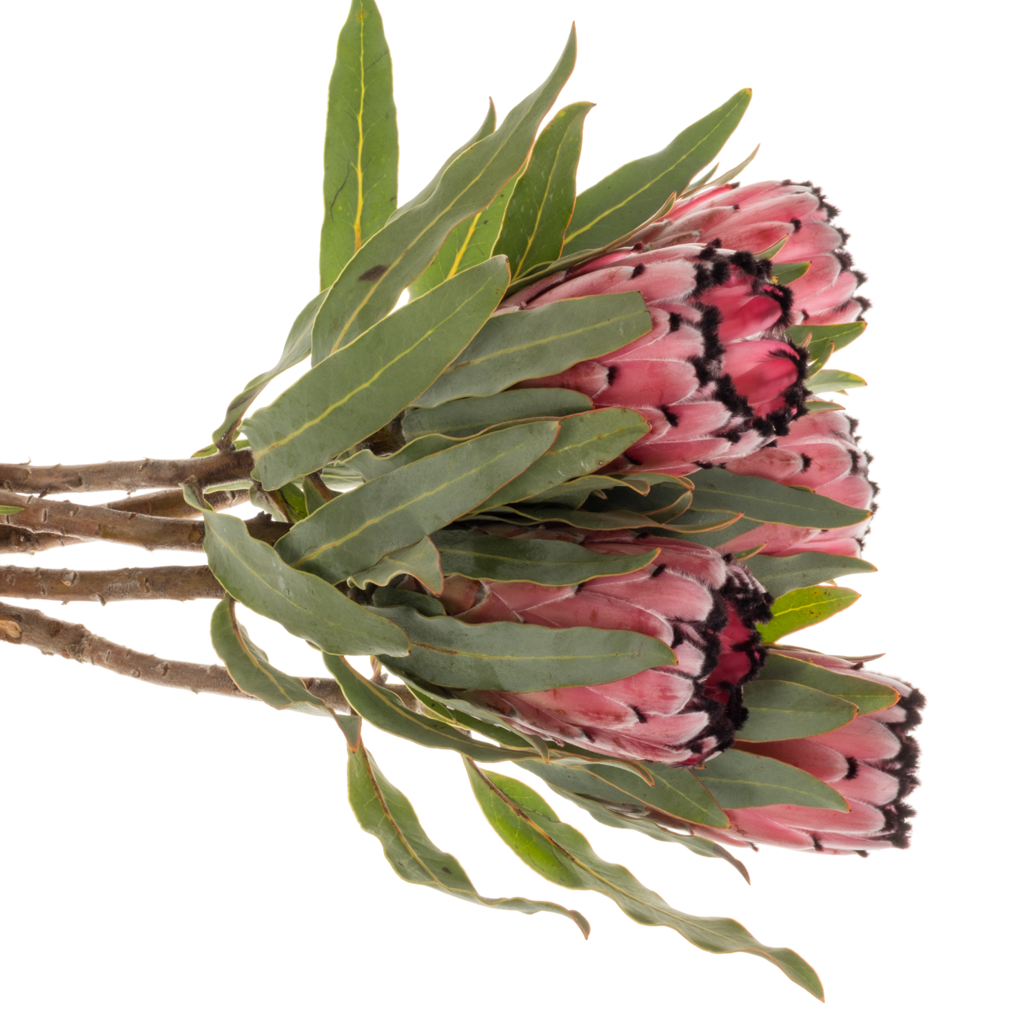 Protea rot Magic 40cm