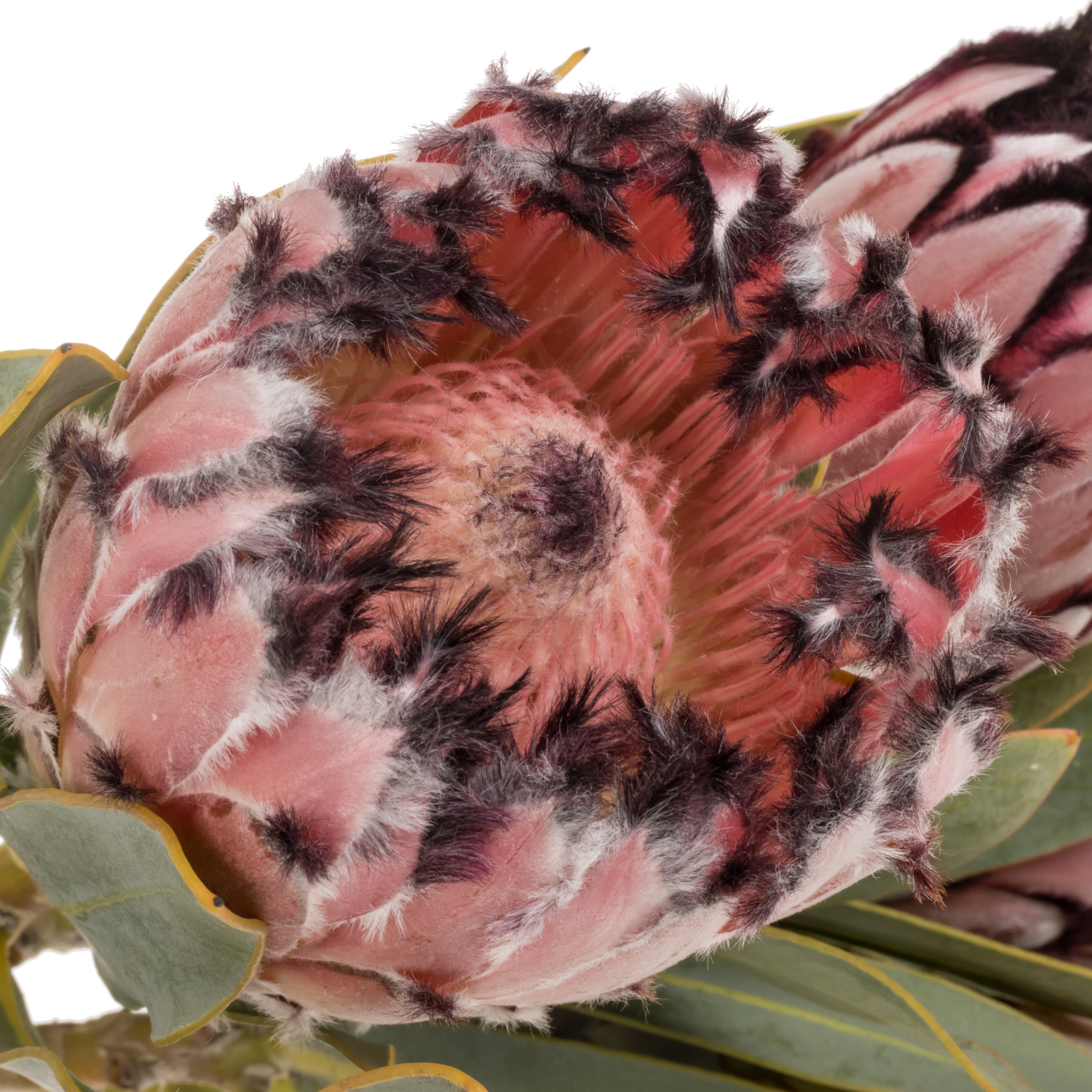 Protea rot Magic 40cm