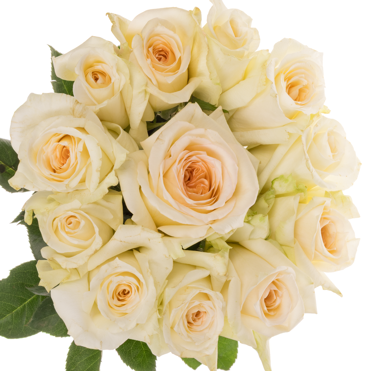 Rose apricot Princess Maya 50cm