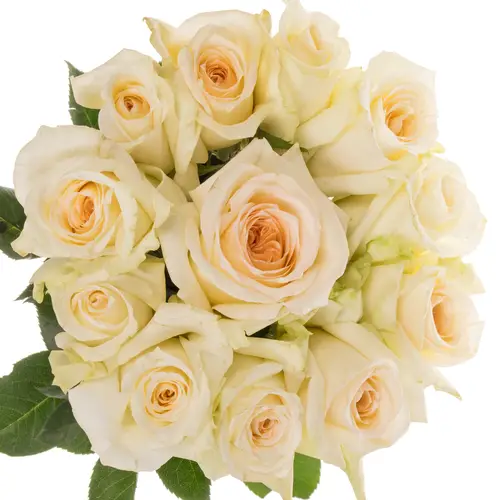 Rose apricot Princess Maya 50cm