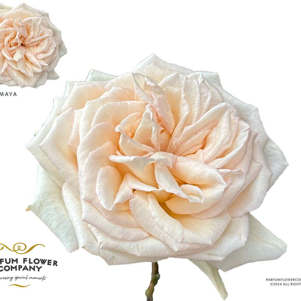 Rose apricot Princess Maya 50cm