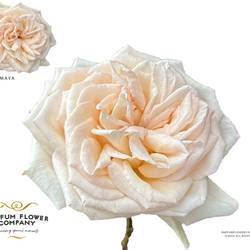 Rose apricot Princess Maya 50cm
