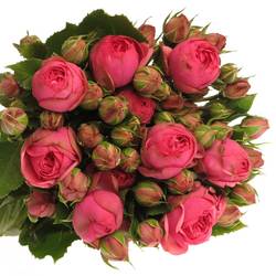 Rose Freiland dunkel rosa Pink Piano 4+Blüte 60cm