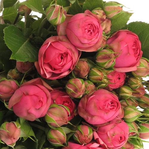 Rose Freiland dunkel rosa Pink Piano 4+Blüte 60cm
