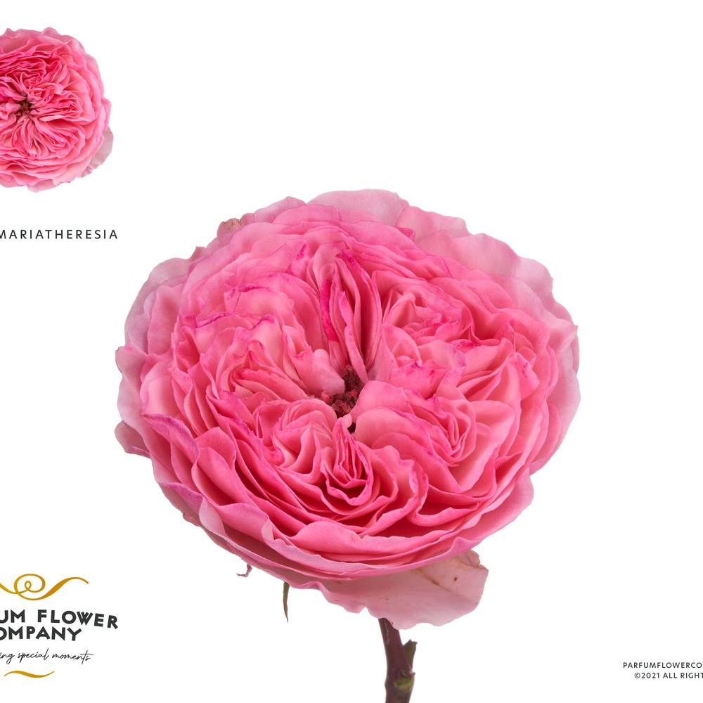 Rose rosa Mariatheresia