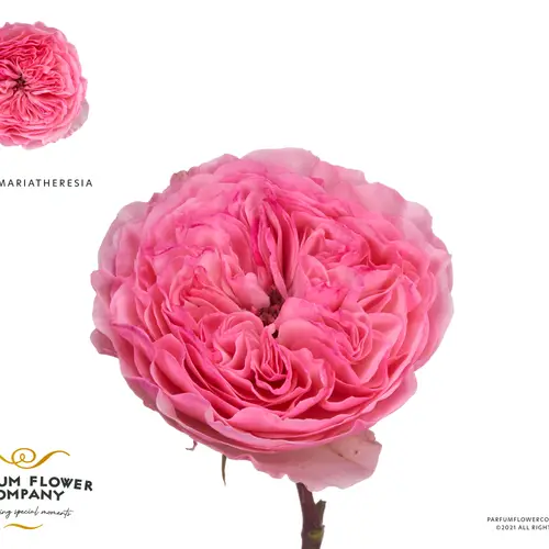 Rose rosa Mariatheresia