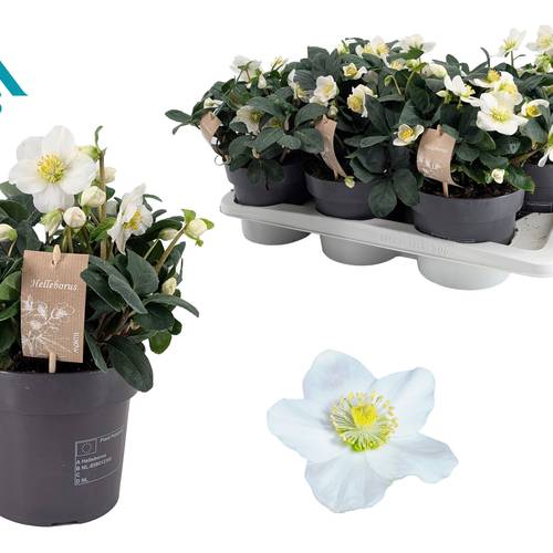 Helleborus Christmas Carol weiss T15 H026