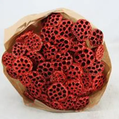 Trocken Lotus auf Stab rot L55cm x40