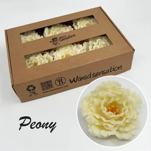 Seiden Wachs Pfingstrose creme