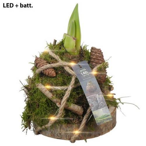 Amaryl.Arr PTAA7531 rote Bl. +LED T15 H022