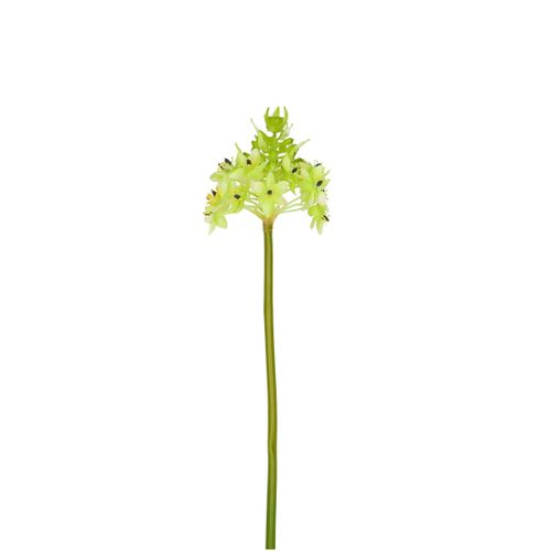 Seiden Ornithogalum grün L81cm