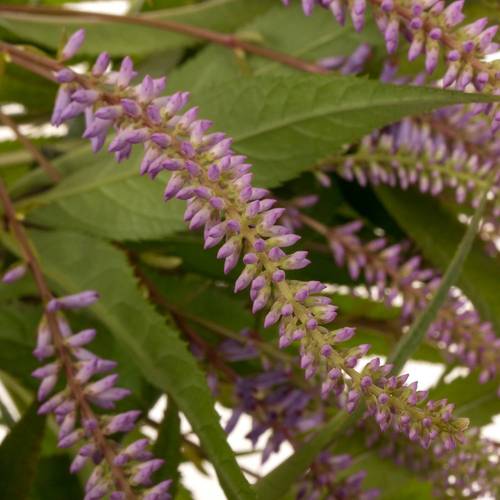 Veronicastrum lila Fascination 90cm