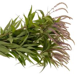 Veronicastrum lila Fascination 90cm