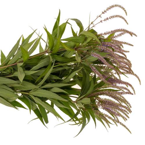 Veronicastrum lila Fascination 90cm