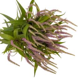 Veronicastrum lila Fascination 90cm