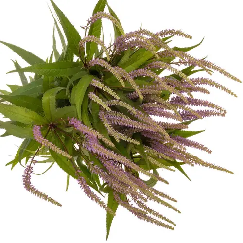 Veronicastrum lila Fascination 90cm