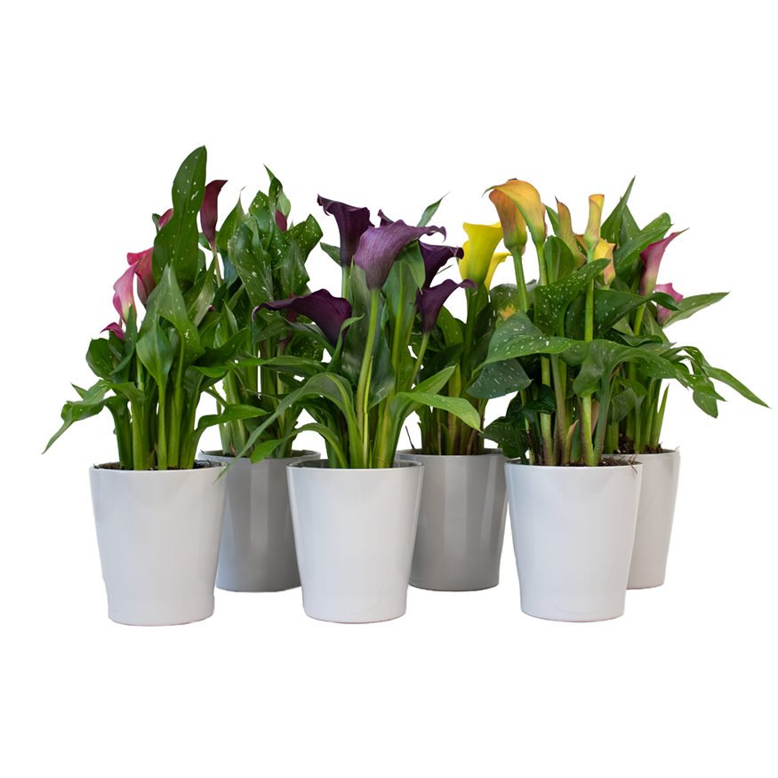 Calla mix im Übertopf grau T12 H035