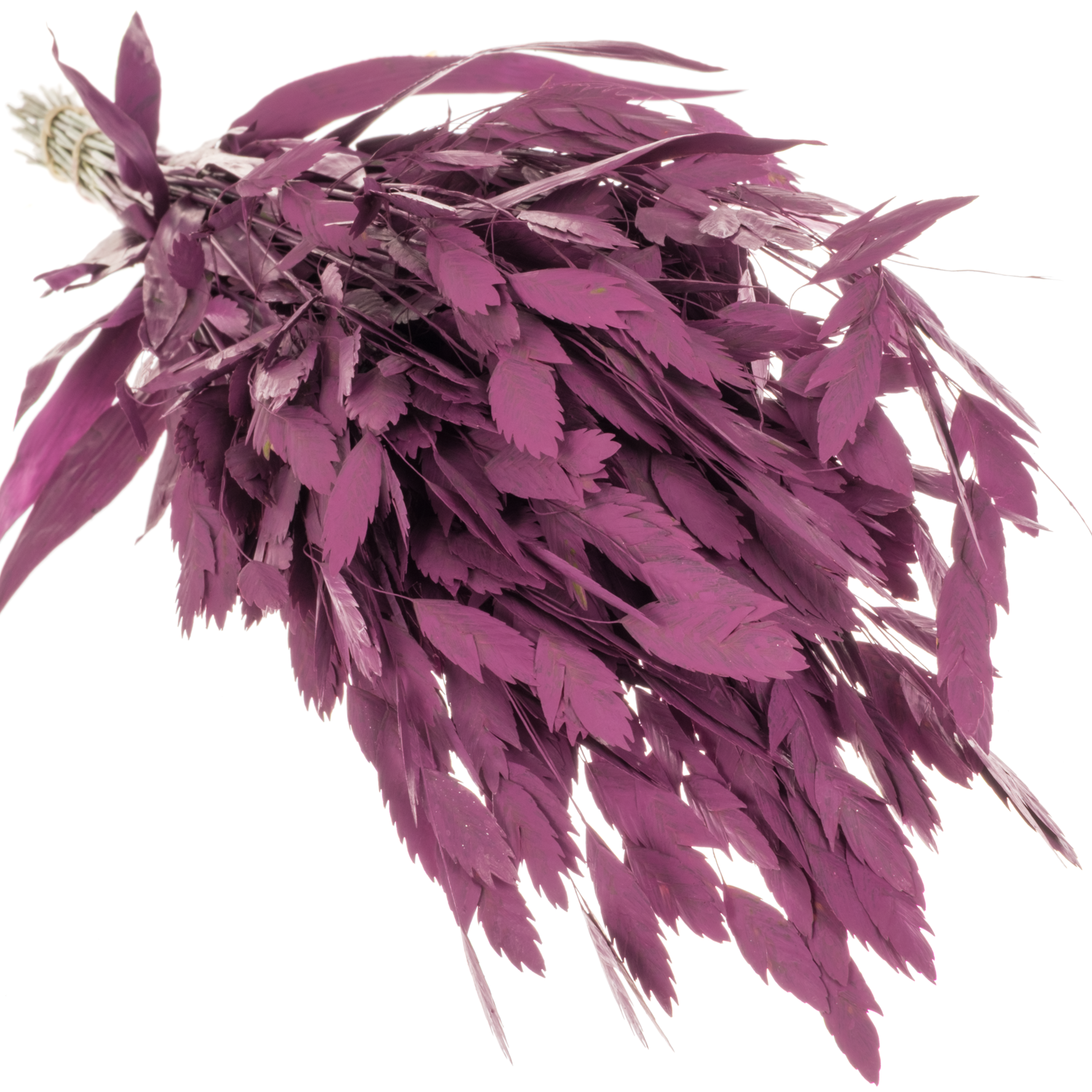 Chasmanthium lila gefärbt 70cm