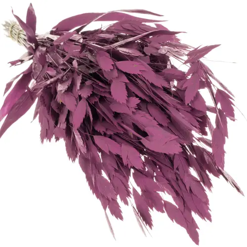 Chasmanthium lila gefärbt 70cm