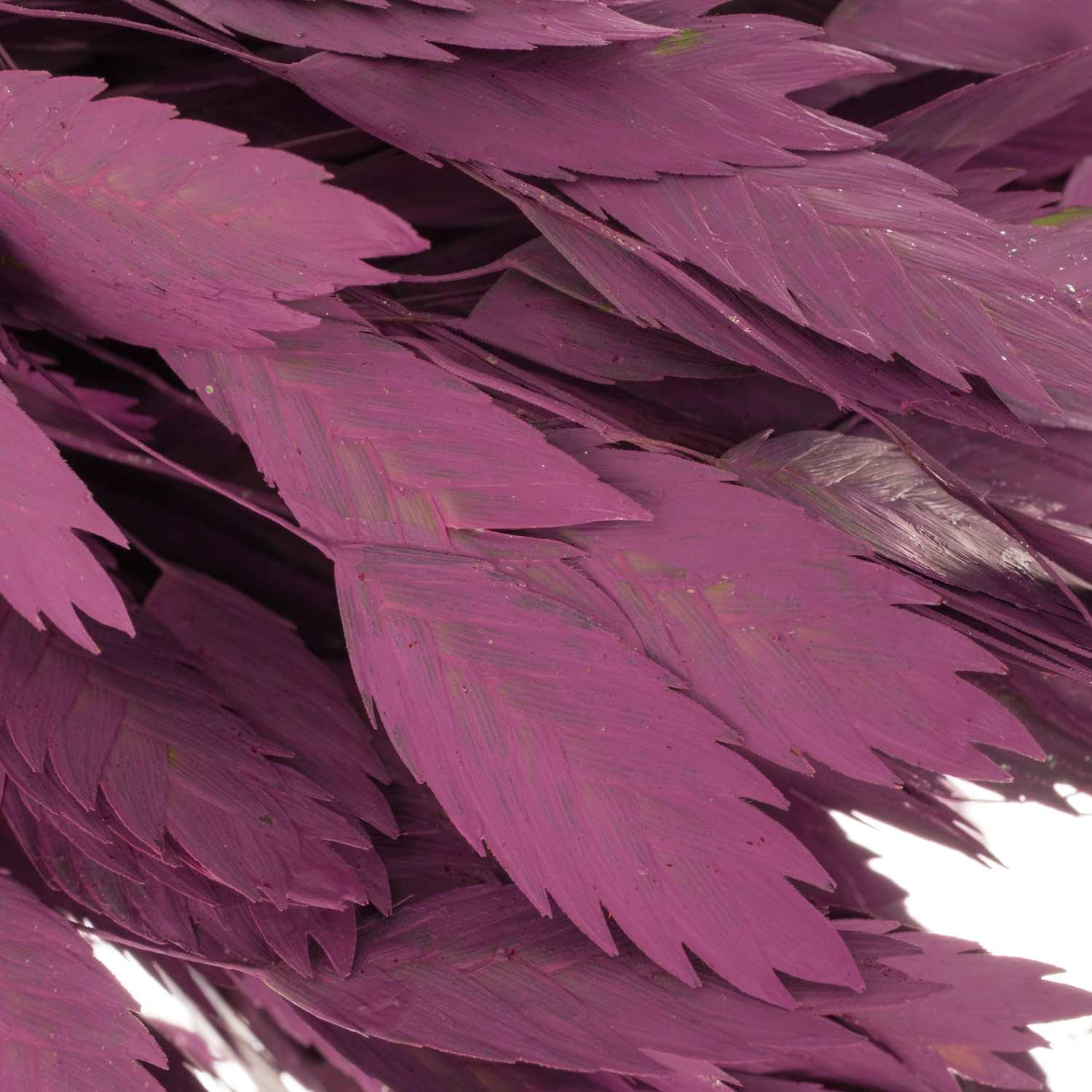 Chasmanthium lila gefärbt 70cm