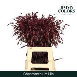 Chasmanthium lila gefärbt 70cm