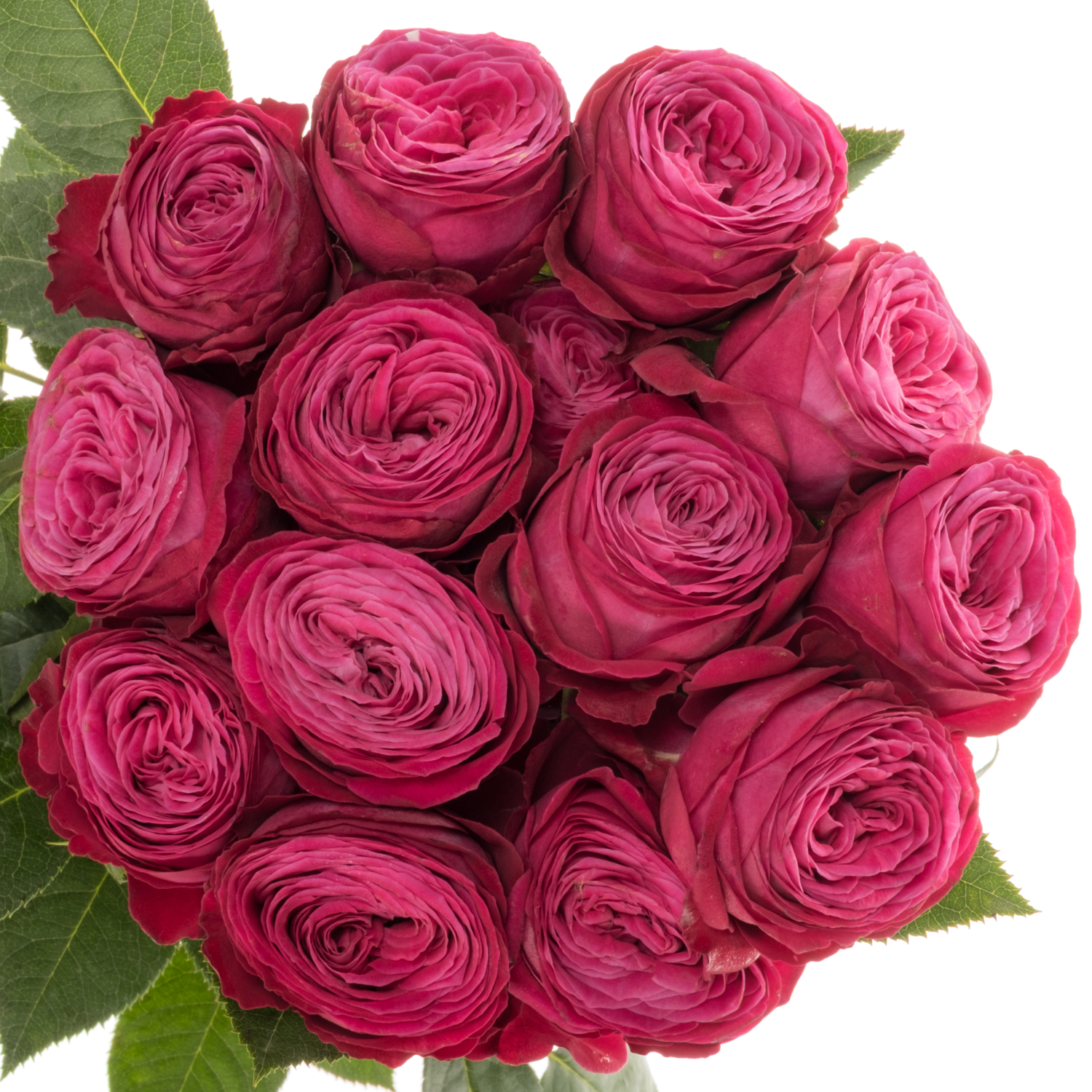 Rose verzweigt fuchsia Dima Bombastic 50cm