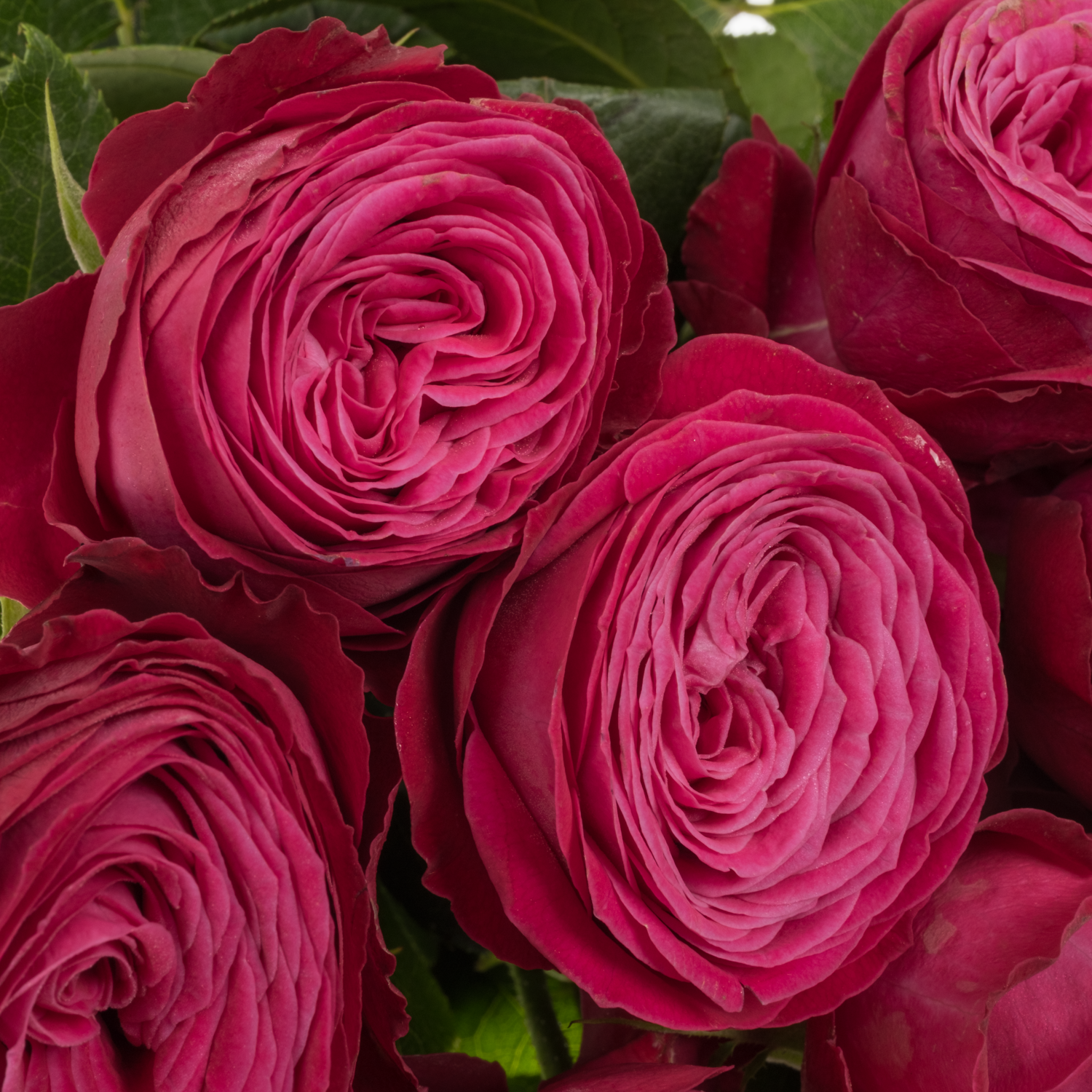 Rose verzweigt fuchsia Dima Bombastic 50cm